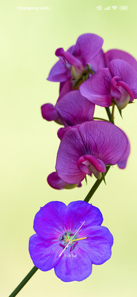 Love flower trance