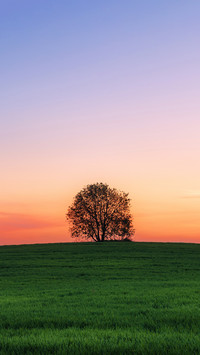 Landscape with one tree in field over sunset
