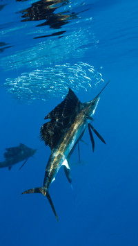 An old driver in the ocean 25