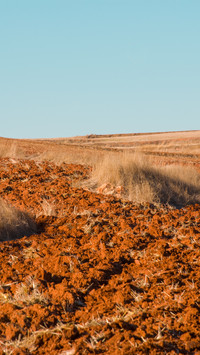 A lone tree watches over the farmland