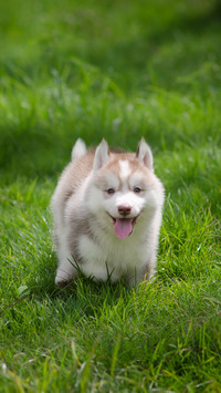 Cute Siberian Husky Puppy on Grass