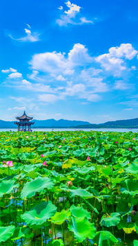 Lotus Pond at West Lake, Hangzhou