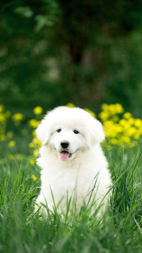 Amazing cute portrait dog puppy morema on grass