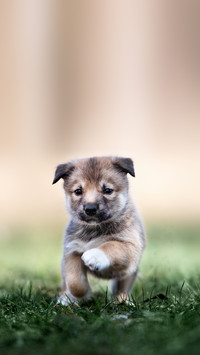 Adorable mixed breed puppy running outdoors