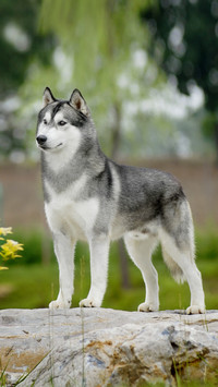 How do owners find dogs sick 5