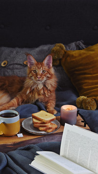 猫咪最不能吃的食物