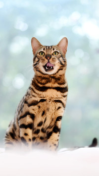 Contrast cute 73 of large cats