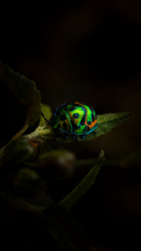 Murugan (9)