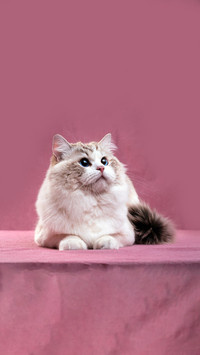 Cats also have water temperature requirements for bathing