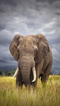 Will elderly parents support animals