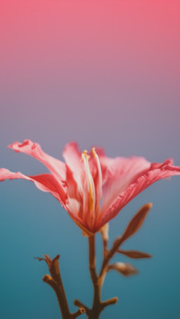 Flowers and Plants (12)