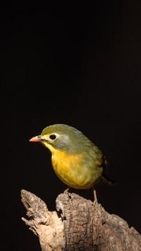 Bird in Oil Painting 1