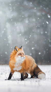 A little fox who makes friends with cats 21
