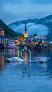 Austrian scenery and swans