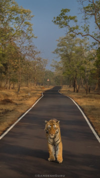 Sandesh (7)
