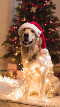 Can Dogs Get Cataracts 9