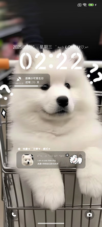 可爱萨摩耶多