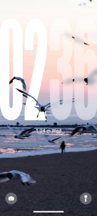 Seagull