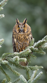 Owl in Tree