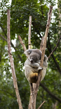 Lovely Koala Bear Sleeping in A Tree