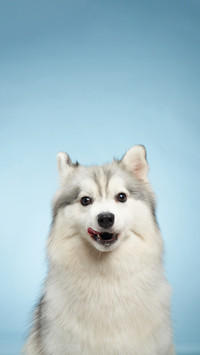 How strong is a dogs perception