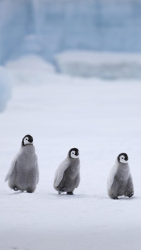What a cute penguin really looks like 16