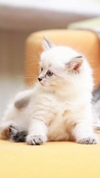 搞怪猫咪-拍信图库