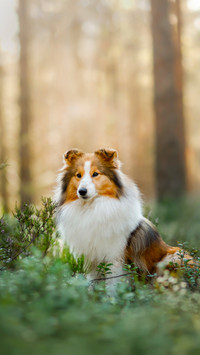A Small Pet Walking  in The Forest