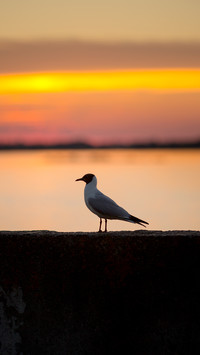 Seagulls at sunset