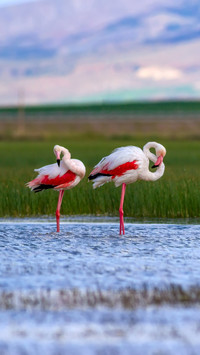 Elegant Birds by the Shore, Nature's Pastel Delight