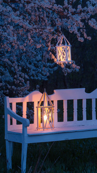 Lantern with Burning Candle on Spring Cherry Tree