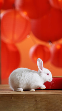 Rabbits dont like to eat carrots