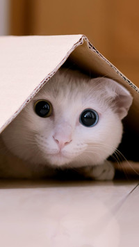 爱躲猫猫的小猫
