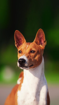 Dog236