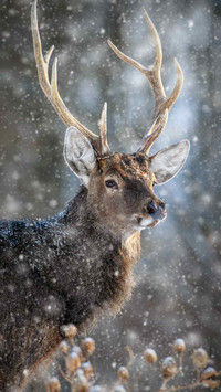 Winter Snow Country