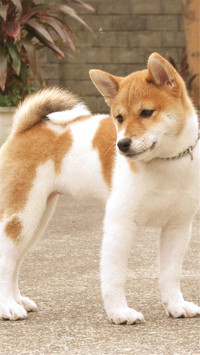 狗