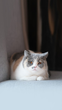猫咪揣手手现象解析