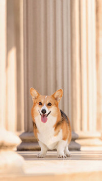 Dog protection behavior 2