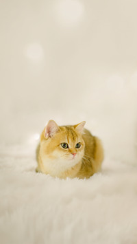 进入春天后猫咪的变化