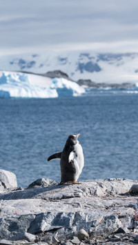 Why there are no penguins in the Arctic 1