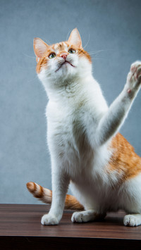 A lovely domestic cat