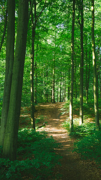 Forest Green Path