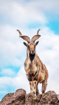 Males have tightly curled, corkscrew-like horns