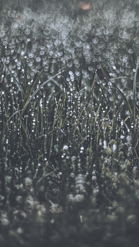 international_plant (6)