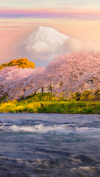 Cherry blossom trees by the river