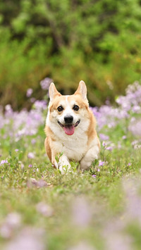 Common misconceptions about dogs losing weight