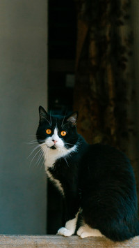 “猫中哈士奇”奶牛猫