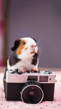Hamster never gets drunk after drinking a thousand cups
