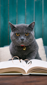 猫猫睡觉黏人的真相