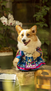 Learn to choose dog food in 1 minute 41